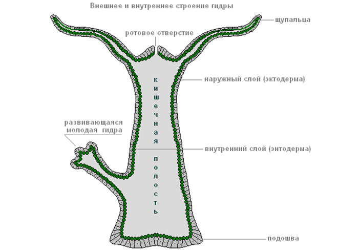 Кракен сайт что